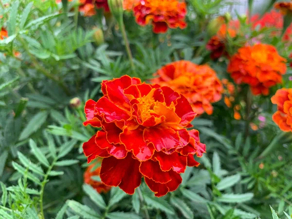 Bahçede çiçek açan kadife çiçekleri. Ağustosta açan parlak turuncu, sarı, gür, güzel çiçekler. Etiketlerin bahçe çiçekleri.