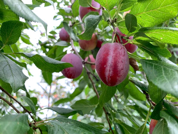 송이송이 열매달린 과일이 있노라 자두를 클로즈업 나뭇가지에서 자두의 정원에 유기농 — 스톡 사진