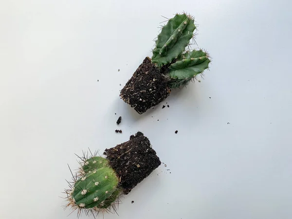 Pequeños Cactus Con Espinas Sobre Fondo Blanco Preparación Plantas Para —  Fotos de Stock