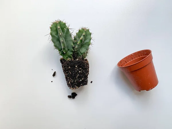 白い背景にとげと茶色の鍋を持つ小さなサボテン 移植のための植物の準備 植物ケア 家庭菜園 家庭植物 — ストック写真