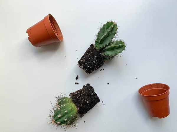 Piccoli Cactus Con Punte Pentole Marroni Fondo Bianco Preparare Piante — Foto Stock