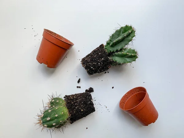 Pequeños Cactus Con Espigas Ollas Marrones Sobre Fondo Blanco Preparación —  Fotos de Stock