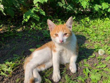 Bahçede oynayan küçük kırmızı kedi yavrusu. Hayvan bakımı ve yetiştirme.