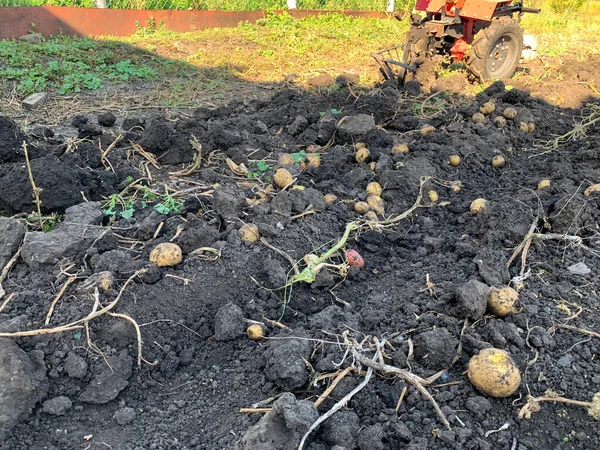 Récolte Des Pommes Terre Pommes Terre Fraîchement Cueillies Avec Des — Photo