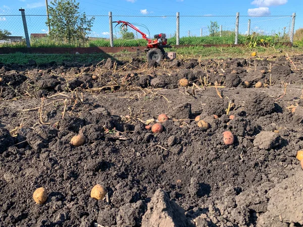 Récolte Des Pommes Terre Pommes Terre Fraîchement Cueillies Avec Des — Photo