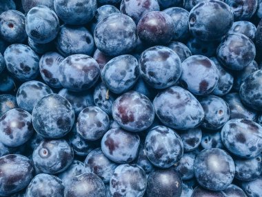 Taze kuru erik yakın plan. Yukarıdan bir fotoğraf. Meyve hasadı bahçede toplandı. Sağlıklı yiyecekler, bahçeler, vitaminler..
