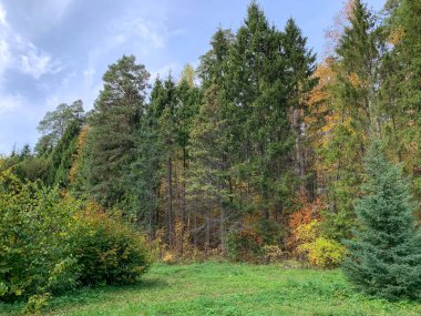Sonbahar ormanı. Sonbahar sezonunda Park 'ta pitoresk bir ara sokak. Ağaçların altında düşen sarı yapraklar. Sonbaharda Hindistan Yazı.
