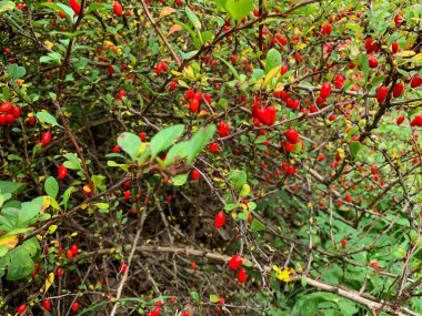 Sonbahar bahçesinde Verka 'da kırmızı böğürtlen. Yeşil yapraklar ve böğürtlenlerle dolu bir sonbahar böğürtlen dalı. Böğürtlen güz hasadı.