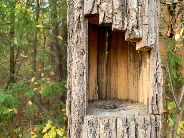 Bir Ağaç Dalında Ormanın Arka Planına Karşı Ağaç Kabuğundan Yapılmış — Stok fotoğraf