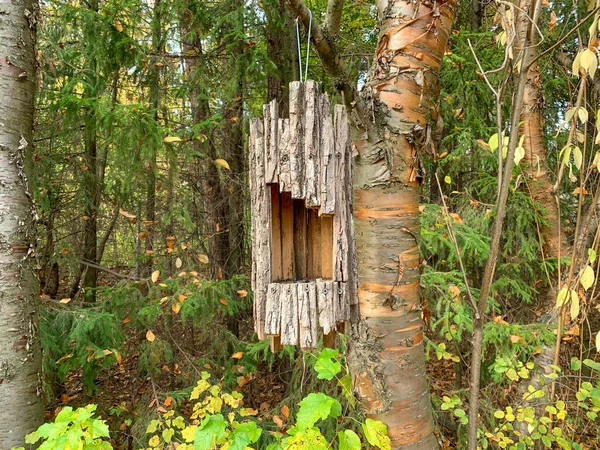 Bir Ağaç Dalında Ormanın Arka Planına Karşı Ağaç Kabuğundan Yapılmış — Stok fotoğraf