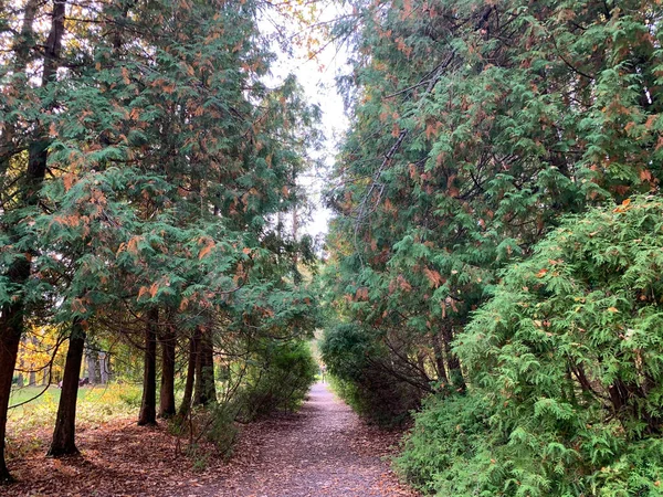 Autumn Forest Picturesque Alley Park Autumn Season Fallen Yellow Leaves — Stock Photo, Image