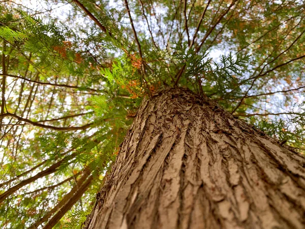 The trunk of the tree on the background of green foliage. Close-up photo of a tree. Photo of the trunk and bark of a tree.