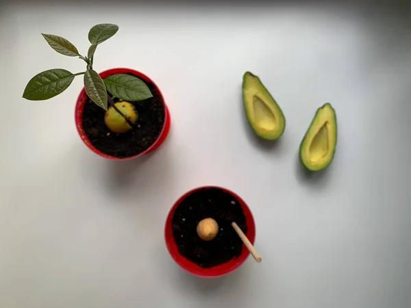 Pianta Avocado Viene Coltivata Casa Vaso Concetto Coltivazione Avocado Appartamento — Foto Stock