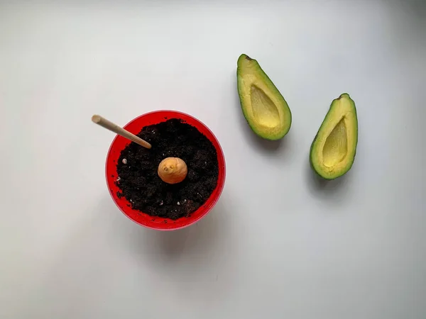 Avocado Plant Wordt Thuis Gekweekt Potten Concept Van Het Kweken — Stockfoto