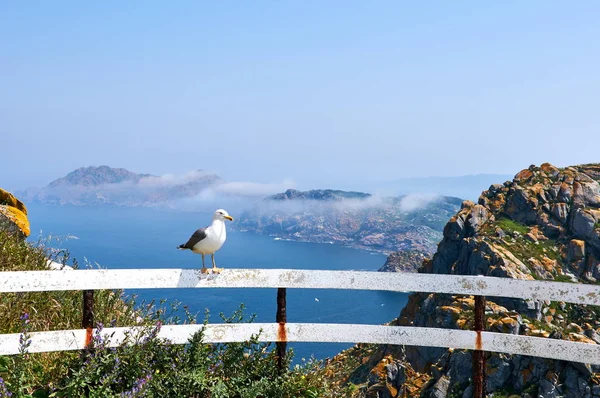 Uma Gaivota Numa Cerca Cies Island Num Dia Nebuloso — Fotografia de Stock