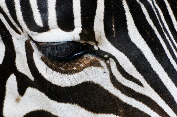 Eine Schöne Nahaufnahme Des Auges Eines Zebras — Stockfoto
