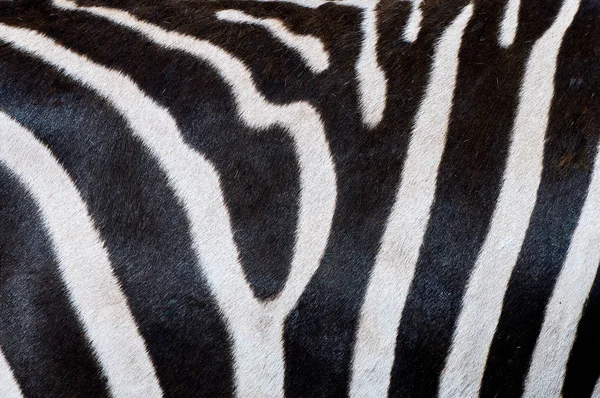 Close Imagem Das Listras Uma Zebra — Fotografia de Stock