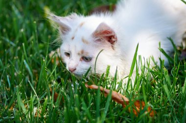 Üzerinde oynarken bir koku kedi çimen