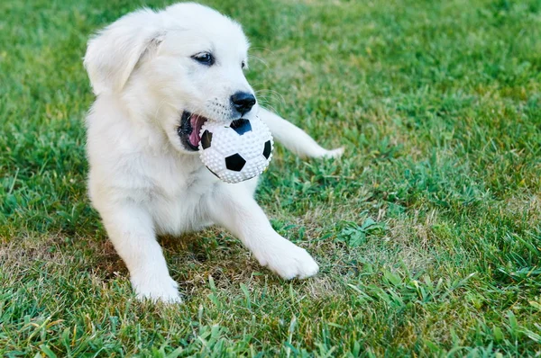 Cagnolino Che Gioca Con Una Palla Sull Erba — Foto Stock