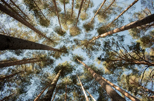 Ciudad Encantada - Cuenca - İspanya yakınlarında. Sonbaharda orman