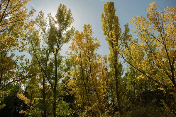 Ciudad Encantada - Cuenca - İspanya yakınlarında. Sonbaharda orman
