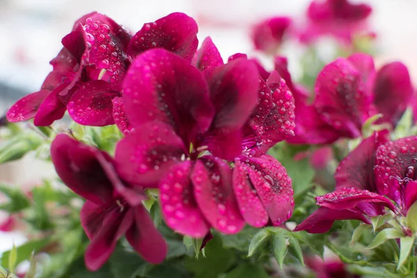 Küçük yağmur damlalı Fuchsia çiçeği, bilimsel adı pelargonium grandiflorum.