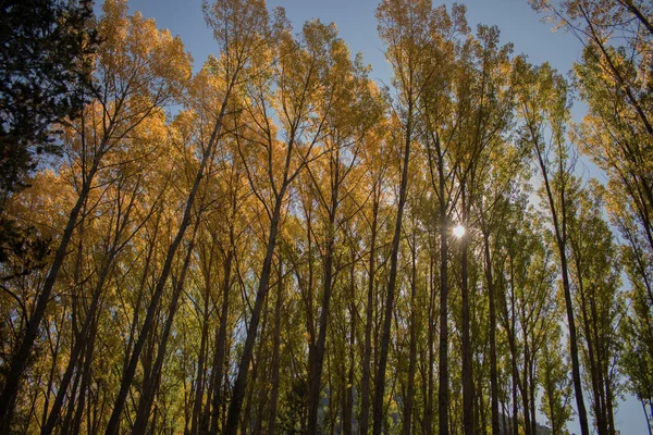 Sonbaharda büyük ağaçlar güneşli ve güzel bir günde