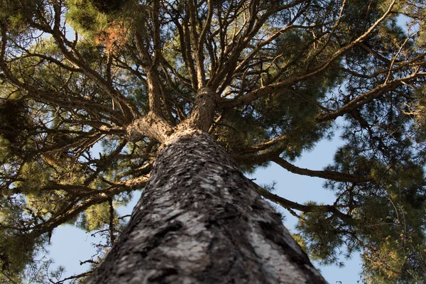 Alt ağaçtan görüntüle