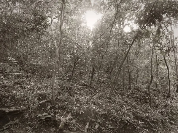 Ormanın ortasında güneş, siyah ve beyaz.