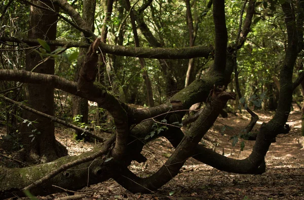 Özgürce büyüyen bir ağacın dalları, Doğal Park Anaga, Tenerife, İspanya