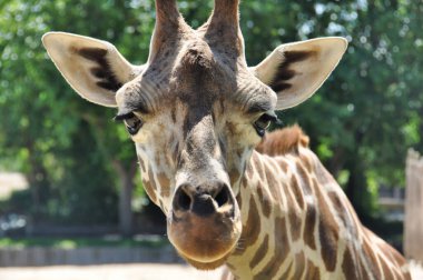 Bir zürafanın yüzüne yakın çekim