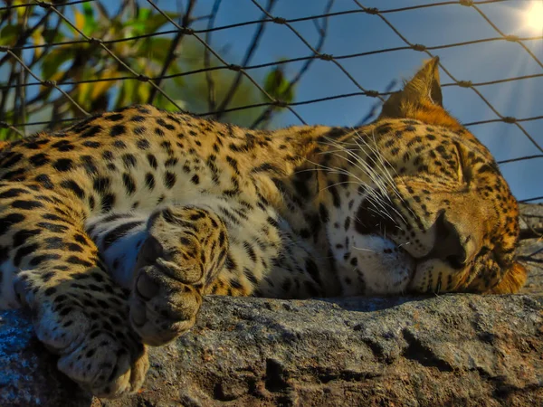 Leopardo Acostado Sol — Foto de Stock