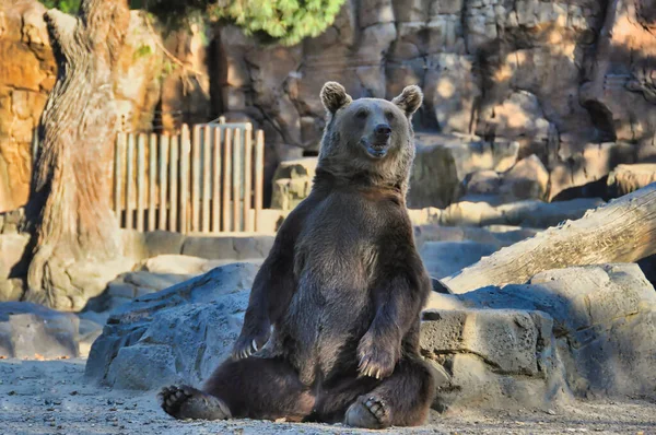 Güneşin altında duran boz ayı