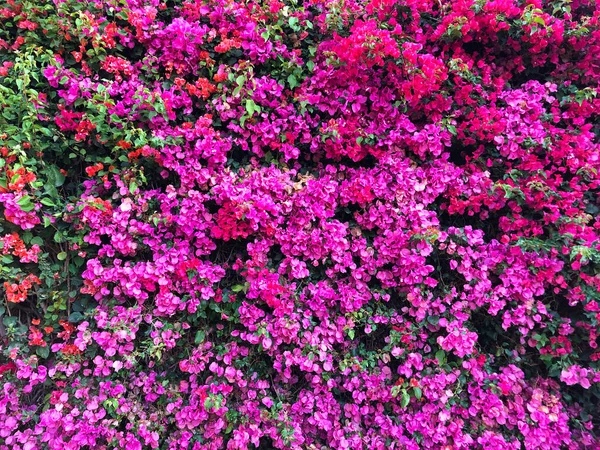 Pembe fuşya ve kırmızı begonviller.