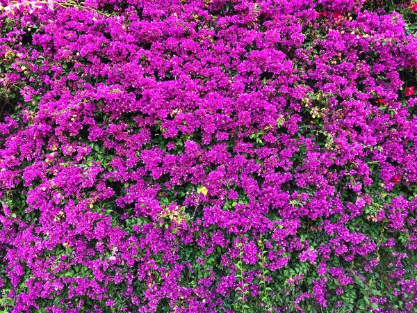 Pembe fuşya bougainvillea arka planı