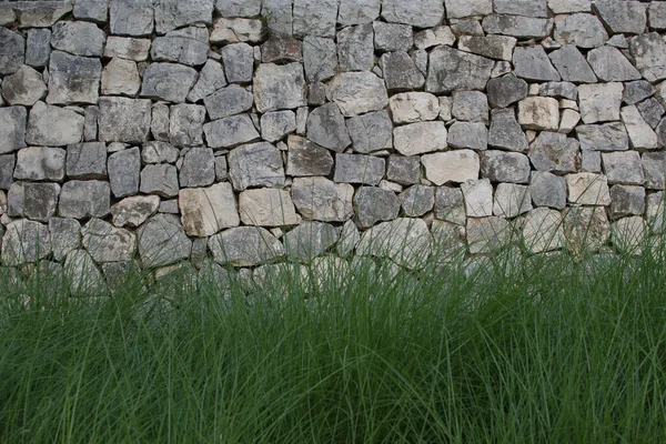 background old stone wall with green plants on the bottom and white flowers