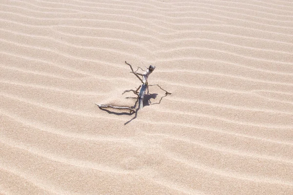 Kumsaldaki kumsalda, dalgalı bir bitkinin kuru gövdesi. Geçmişi. Dokular
