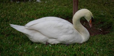 Kuşlar için saldırgan bir duruş olarak boynu güçlü bir S eğrisinde çimenlerde oturan Dilsiz Kuğu