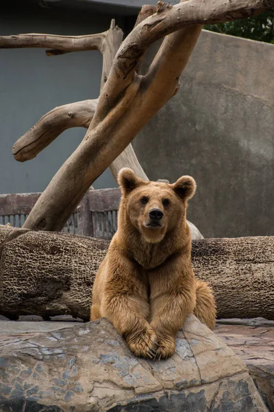 Syrian Brown Bear Sitting Big Rock Enjoying Beautiful Day — Stock Photo, Image