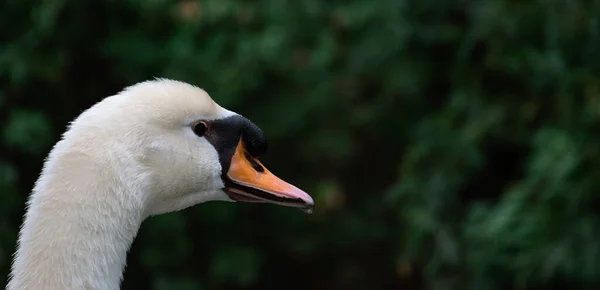 Mute Cabeza Cisne Cerca Retrato Mientras Que Las Hojas Verdes — Foto de Stock