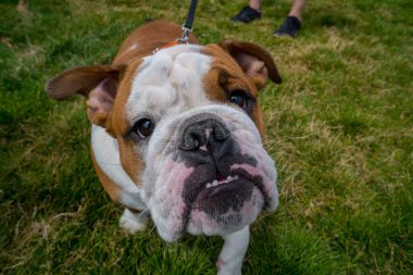 fotoğrafçılık tüm haklara ayrılmış açıklama