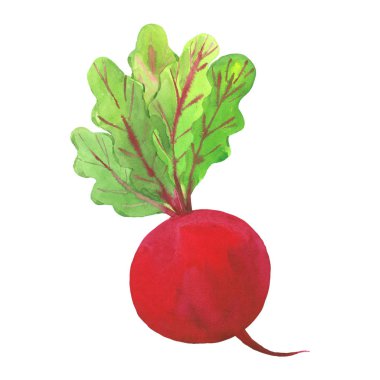 Turp suluboya çizimi