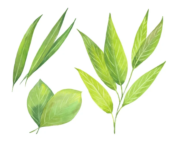 Akvarellgröna blad — Stockfoto