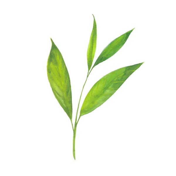 Hojas de té verde — Foto de Stock