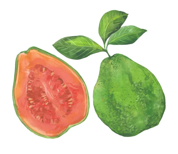 Guava frukt illustration — Stockfoto