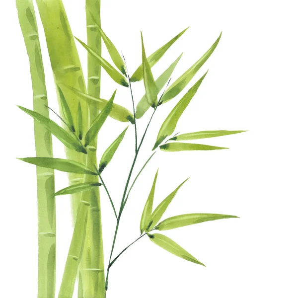 Aquarel groene bamboe — Stockfoto