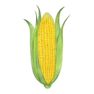 suluboya olgun Mısır 