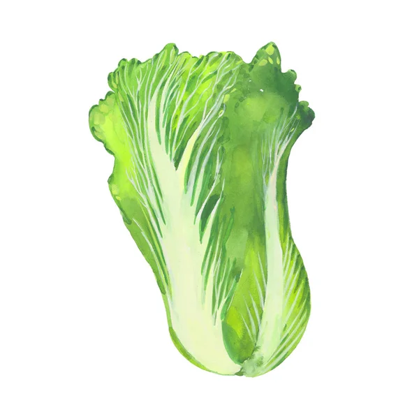 Watercolor chinese cabbage — Stock Photo, Image