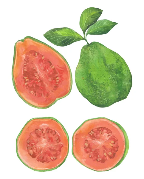 Aquarel guava set — Stockfoto