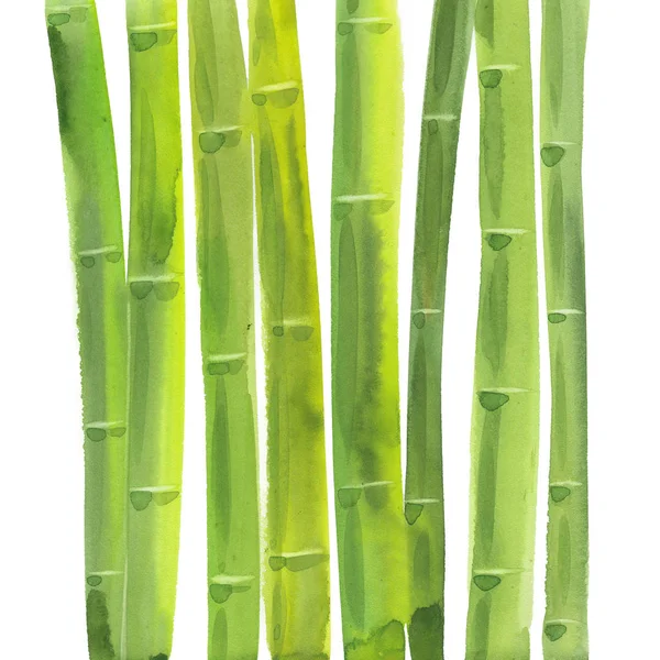 Bambu Stjälkar Hand Dras Akvarellmålning Illustration Vit Bakgrund — Stockfoto